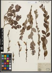 Foto von Salix starkeana Willd.